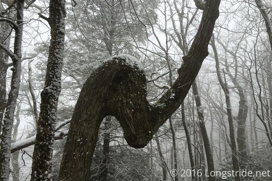 Snowy Gnarled Tree