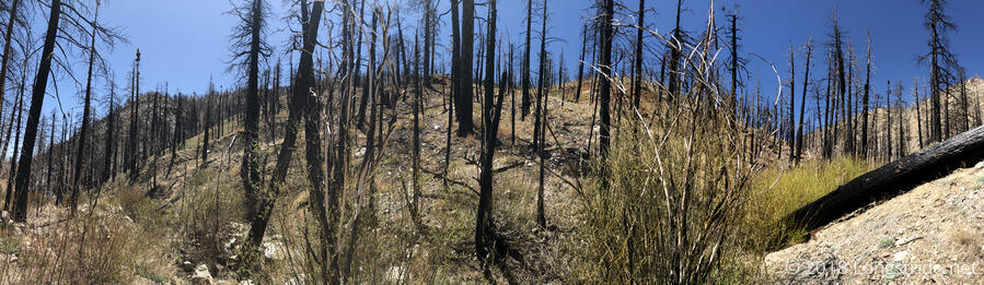 Burned Forest