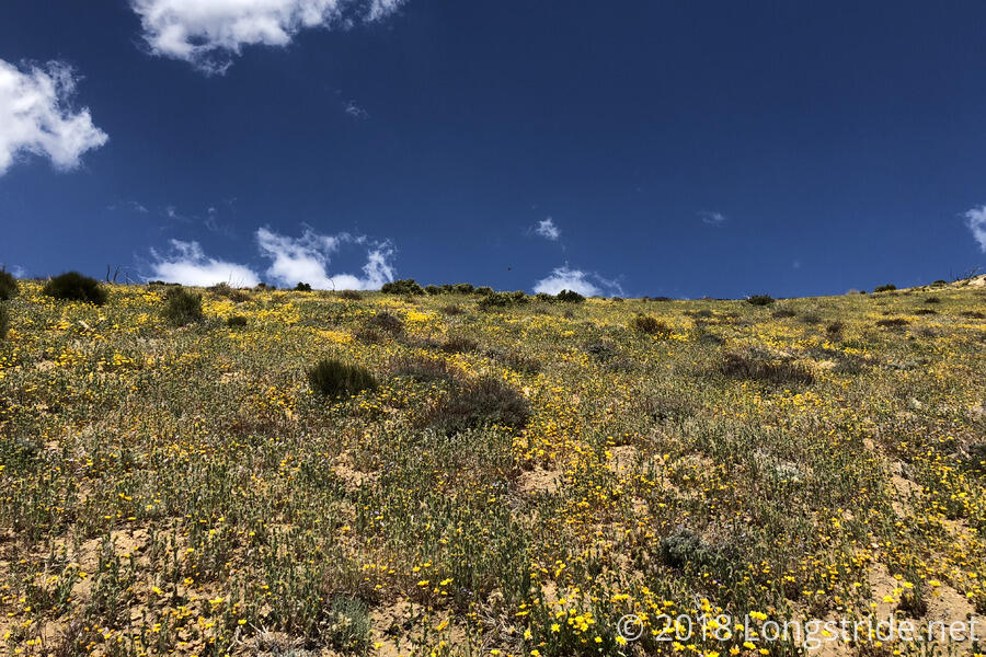 Wildflowers on a Ridge
